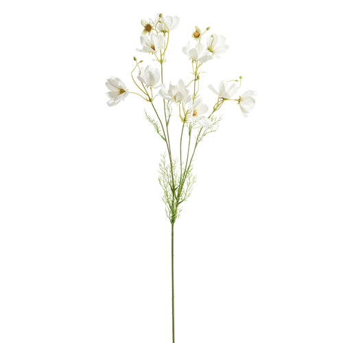 White Cosmos Spray