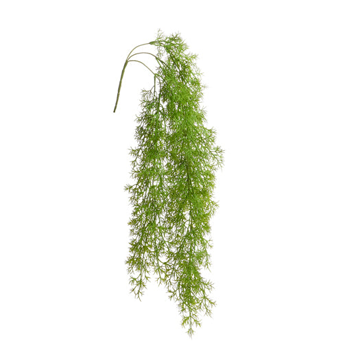 Hanging Asparagus Fern Bush