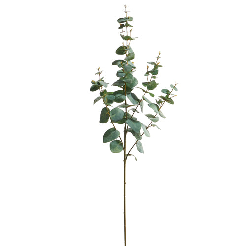 Eucalyptus Spray