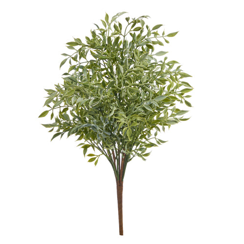 Soft Touch Ruscus Bush