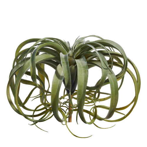Air Plant Bush