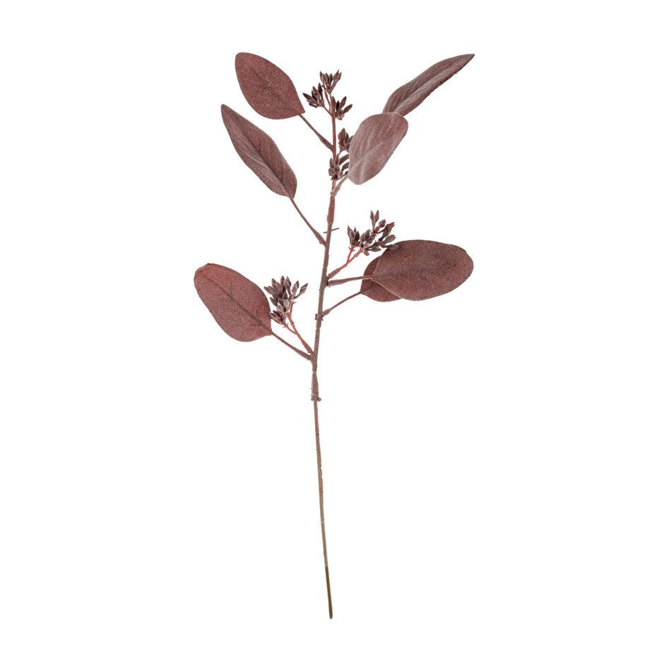 Eucalyptus Stem