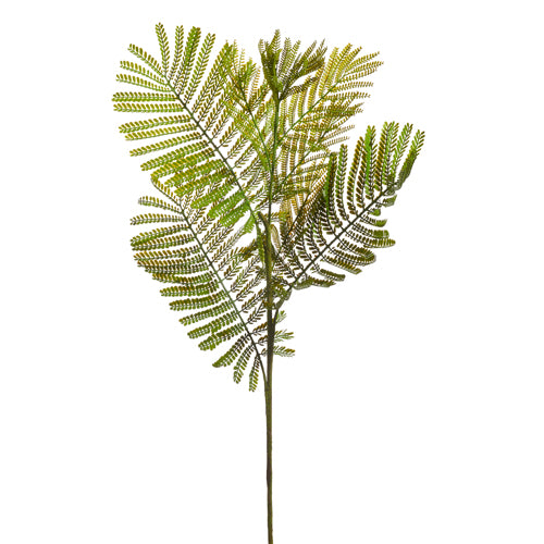 Fern Spray