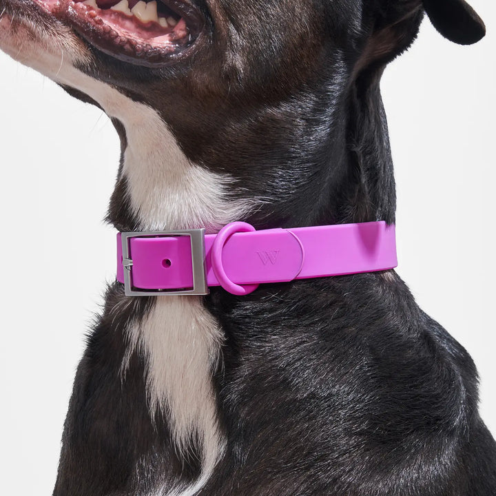 Adjustable Dog Collar
