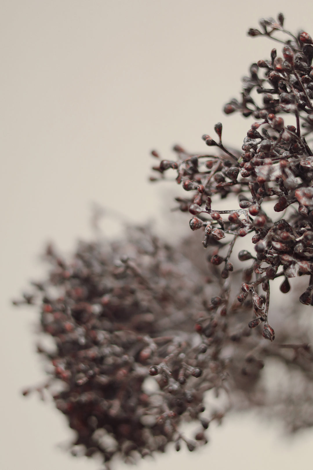 Viburnum Berry Stem Deep Purple