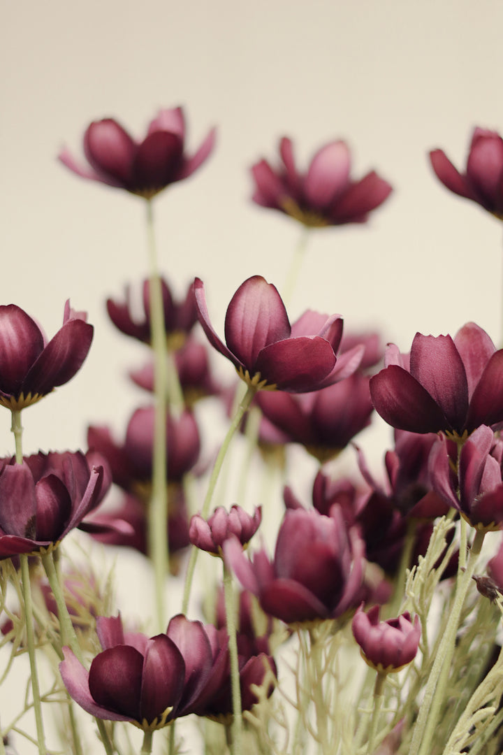 Calliopsis Spray Deep Purple