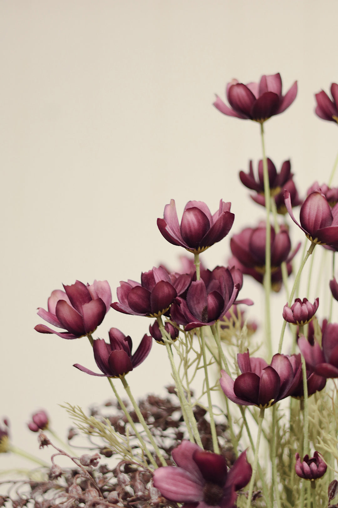 Calliopsis Spray Deep Purple