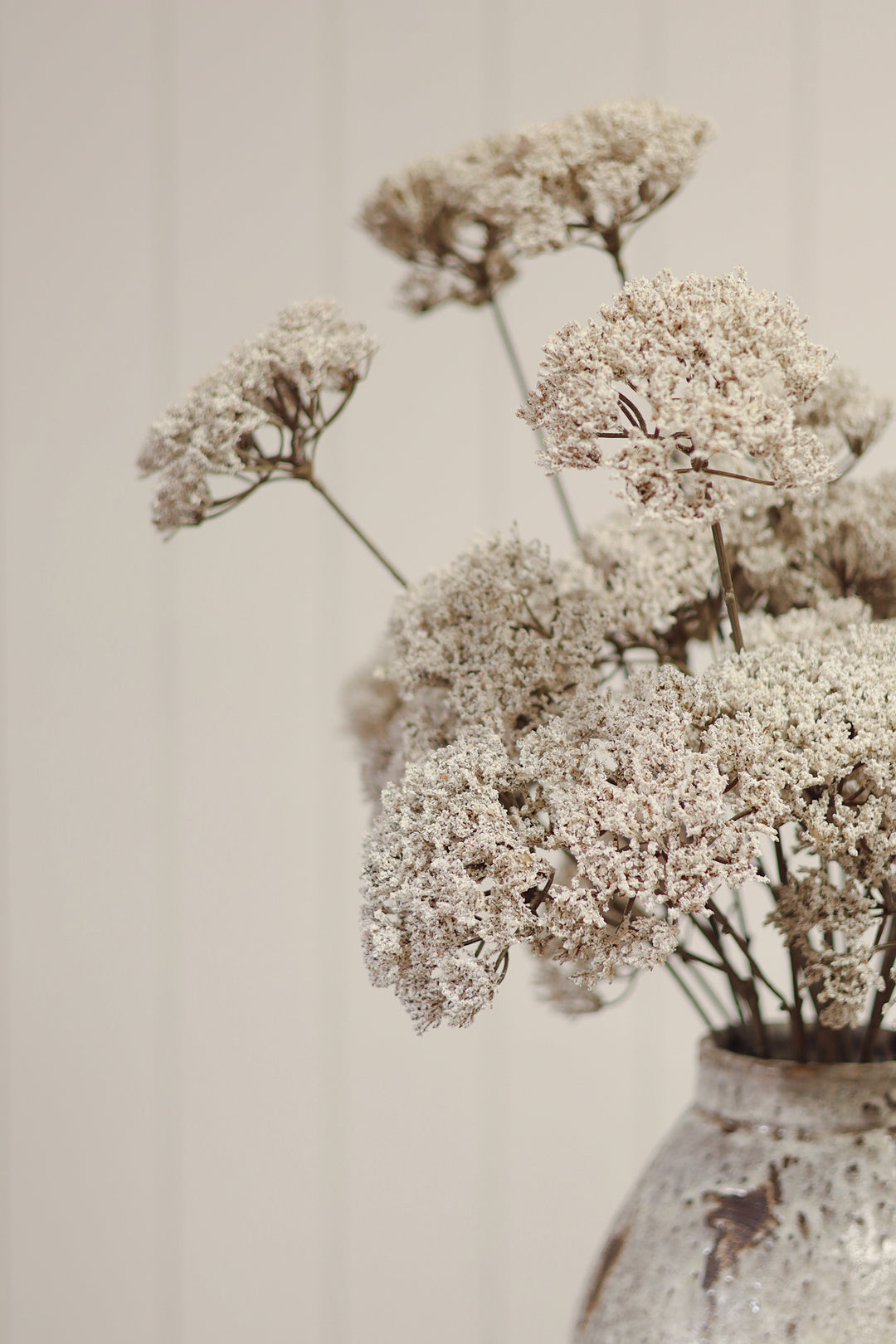 Queen Anne&