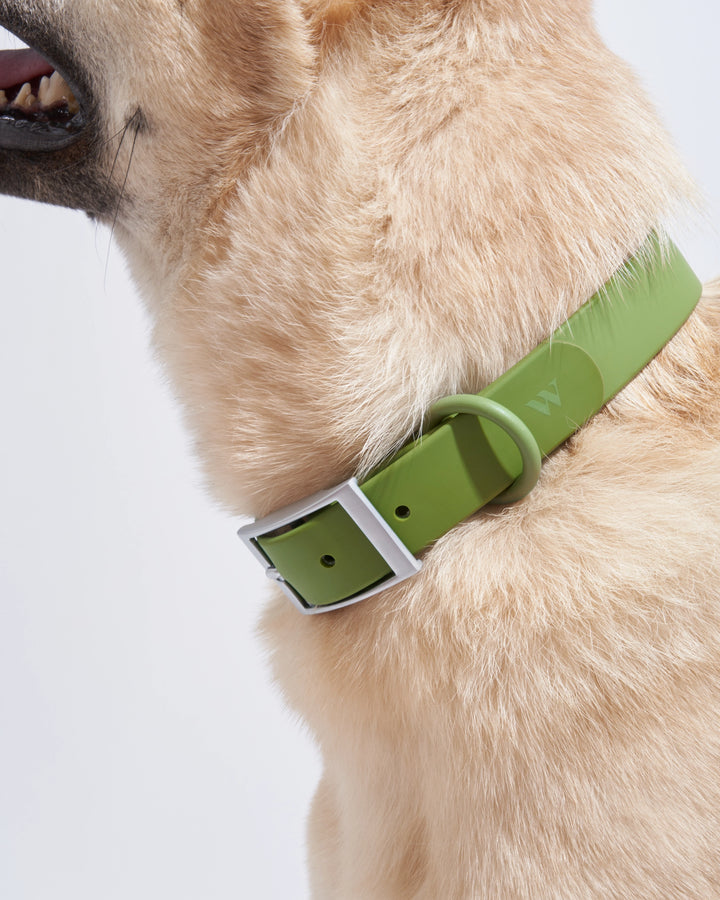 Adjustable Dog Collar