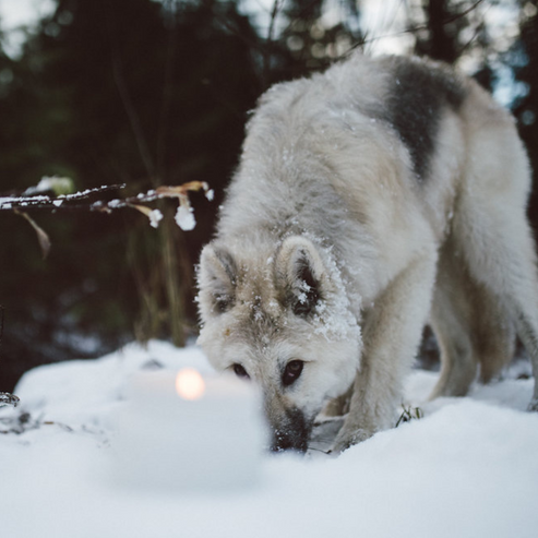 Coastal Wolf