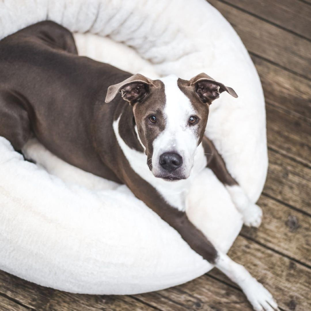 Frank’s Cuddler Dog Bed