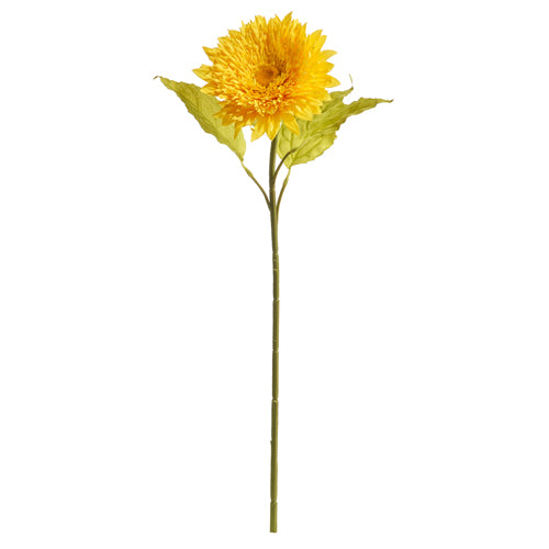Chrysanthemum Stem