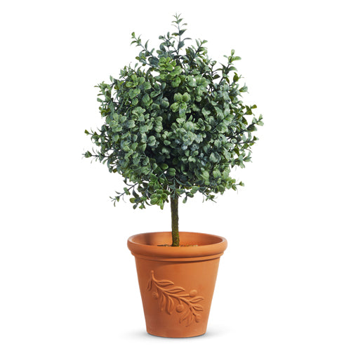 Boxwood Potted Topiary