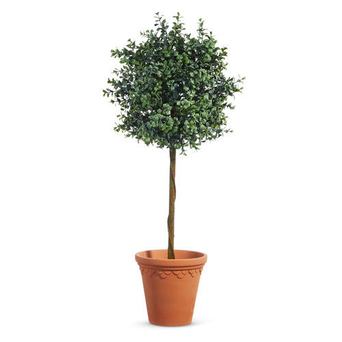 Boxwood Potted Topiary