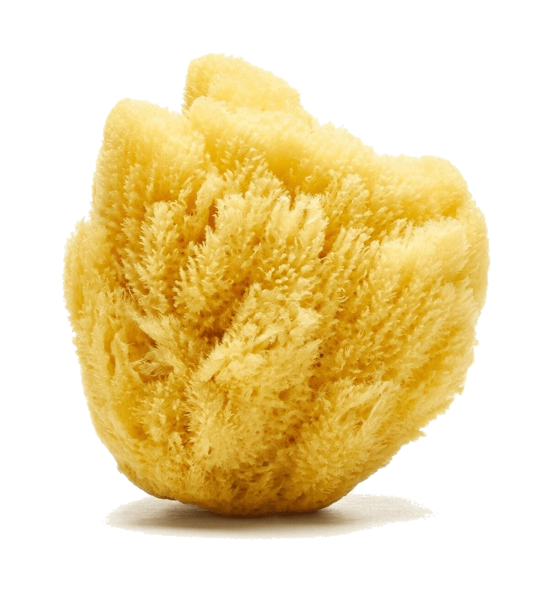 Sandy The Sea Sponge