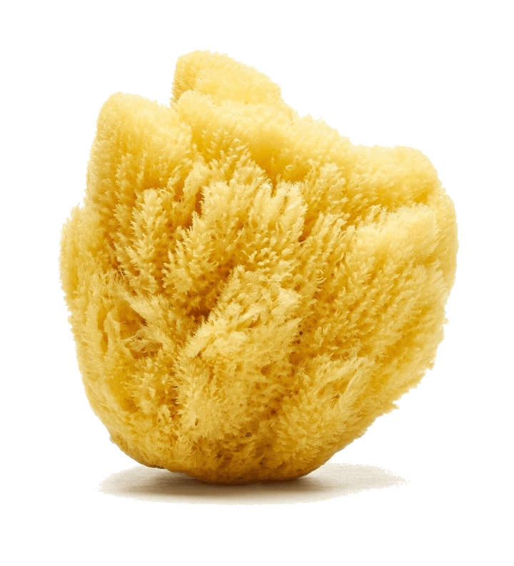 Sandy The Sea Sponge
