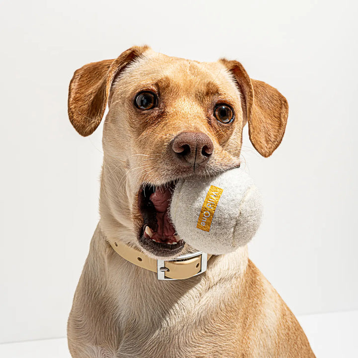 4-Pack Dog Tennis Balls